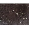提供性?xún)r(jià)比高的優(yōu)級(jí)圖冤案_梁子湖土元