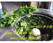 供應重慶新一代酸菜脫水機，高效梅菜脫水機、臘肉脫水機-圖