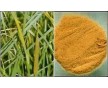 廠家直銷(xiāo)南箭牌四氫姜黃素36062-04-1