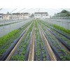 供應(yīng)山東優(yōu)惠的農(nóng)用黑色塑料地膜-【青州佳和塑料廠】