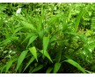 植物提取物，淡竹葉提取物，廠家大貨直銷