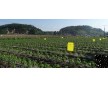 卡博特黑色母XP6251A農(nóng)地膜專用