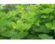 現(xiàn)貨供應(yīng)葛根提取物10%--99%