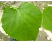 供應(yīng)桑葉提取物桑葉黃酮5%