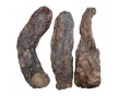 供應(yīng)肉蓯蓉提取物 80%肉蓯蓉總苷、30%松果菊苷