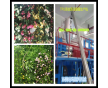 珀瑪塑料機(jī)械PEVA、TPU高仿真樹葉、花瓣流延膜生產(chǎn)線
