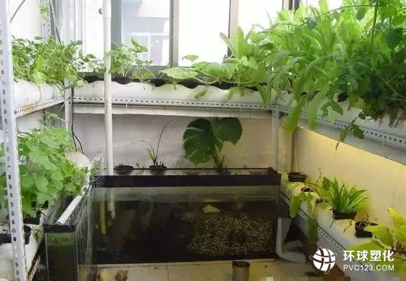 牛人巧用PVC管種菜，供一家人吃，太省錢了！ 